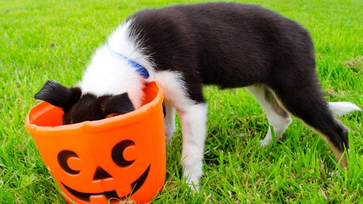 Halloween Safety Tips for Dog Parents