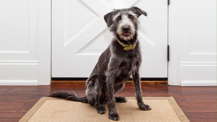dog standing at front door, Welcome Home!: How To Transition a Rescue Dog Into A New Environment