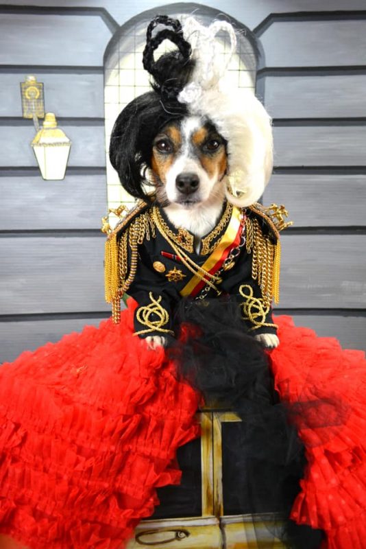 Jack Russell Terrier dressed as Cruella DeVil