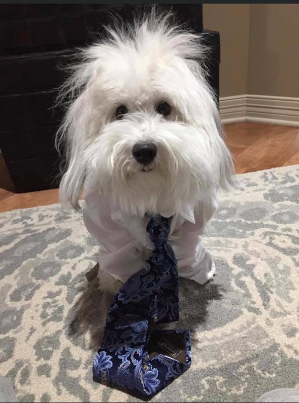 Diesel, a small white dog, dressed as Albert Einstein