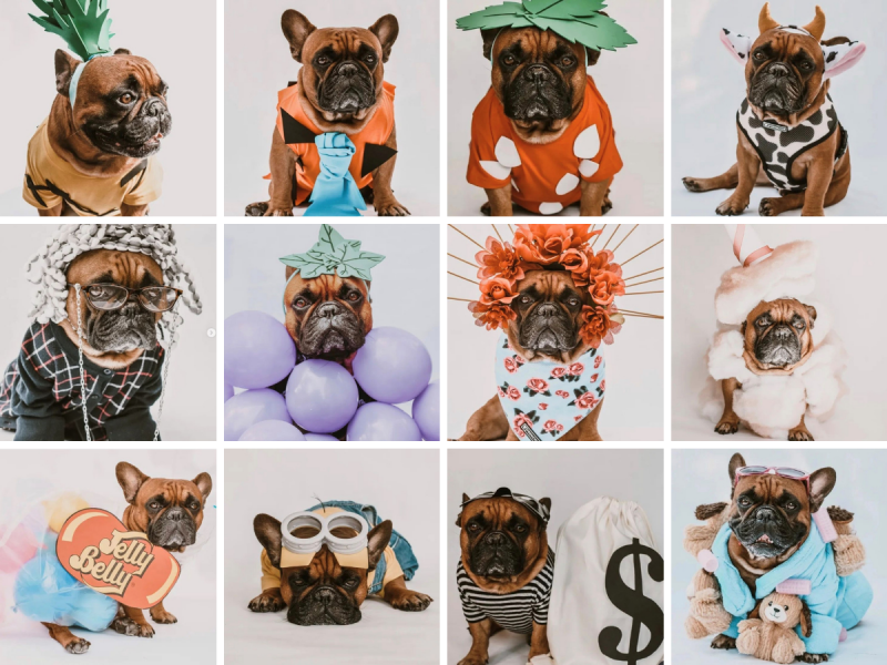 Assorted Halloween costumes from Stitch the French Bulldog