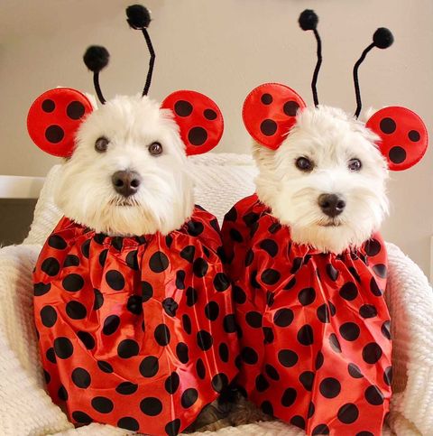 Jasper and Barkley, two Westies, dressed as lady bugs
