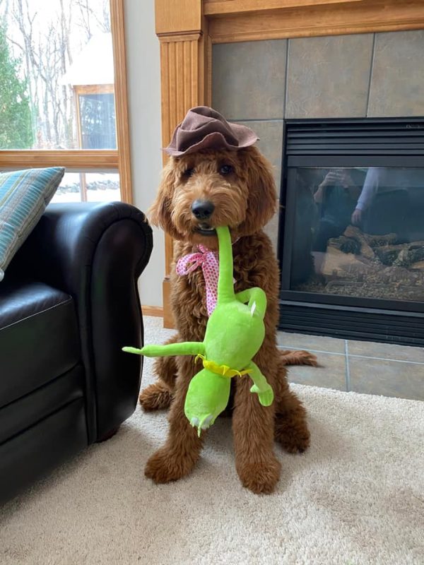 Larry the Goldendoodle as Fozzie Bear