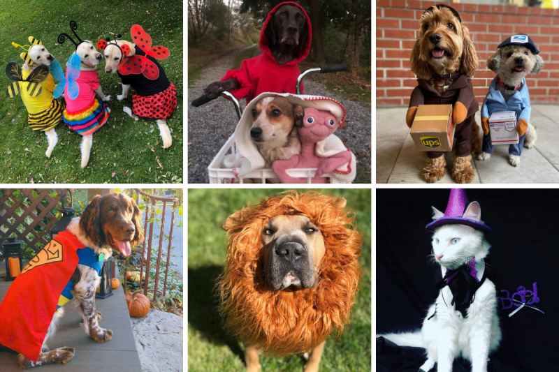 Collection of dogs in Halloween costumes from past years of DogWatch's Halloween Photo Contest