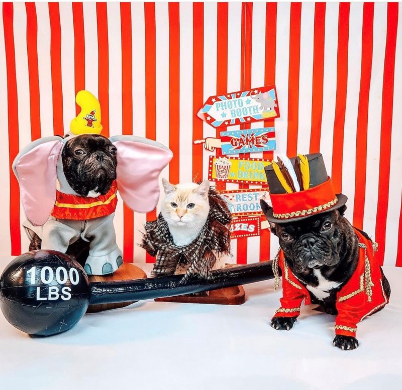 Two French bulldogs and a cat dressed as Circus performers