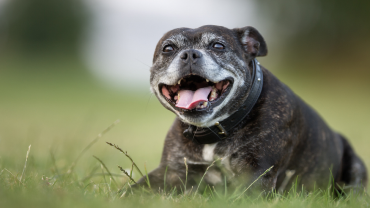 senior dog, How To Teach An Old Dog New Tricks: Yes, It's Possible