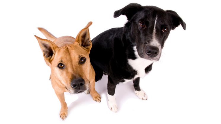 two dogs, Introducing A Second Dog To Your Home: How To Prepare And Do It Successfully,
