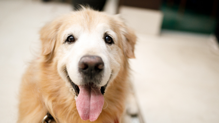 Senior Dog, Golden Years: How To Help A Senior Pet Age Gracefully