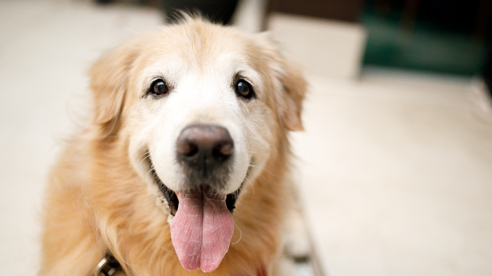 Golden Oldies—Improving Your Senior Dog's Daily Life - Vet in