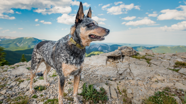 Dog On Hike, Taking A Hike: How To Keep Your Dog Safe While On The Trail