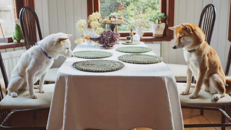 dogs sitting at table, Turkey Day Safety!: How To Include Your Pets In Your Holiday Celebrations