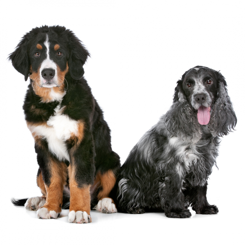 two dogs, two dogs, Introducing A Second Dog To Your Home: How To Prepare And Do It Successfully,