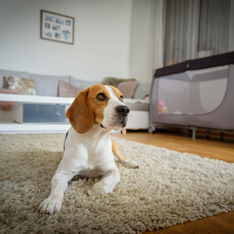 dog in living room, two dogs, two dogs, Introducing A Second Dog To Your Home: How To Prepare And Do It Successfully,