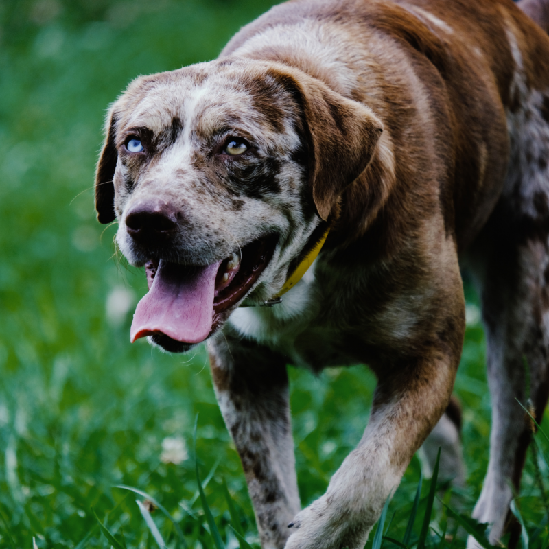 Senior Dog On Walk, Senior Dog, Golden Years: How To Help A Senior Pet Age Gracefully