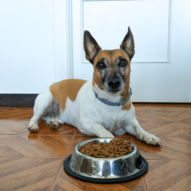 Senior dog eating, Senior Dog, Golden Years: How To Help A Senior Pet Age Gracefully