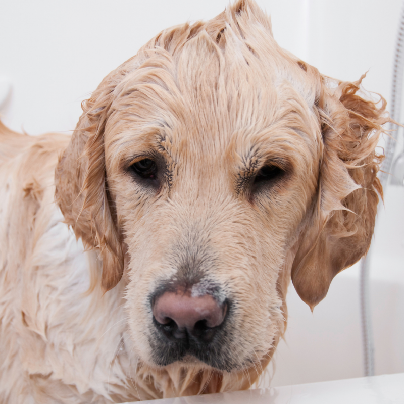 senior dog in bath, Senior Dog, Golden Years: How To Help A Senior Pet Age Gracefully