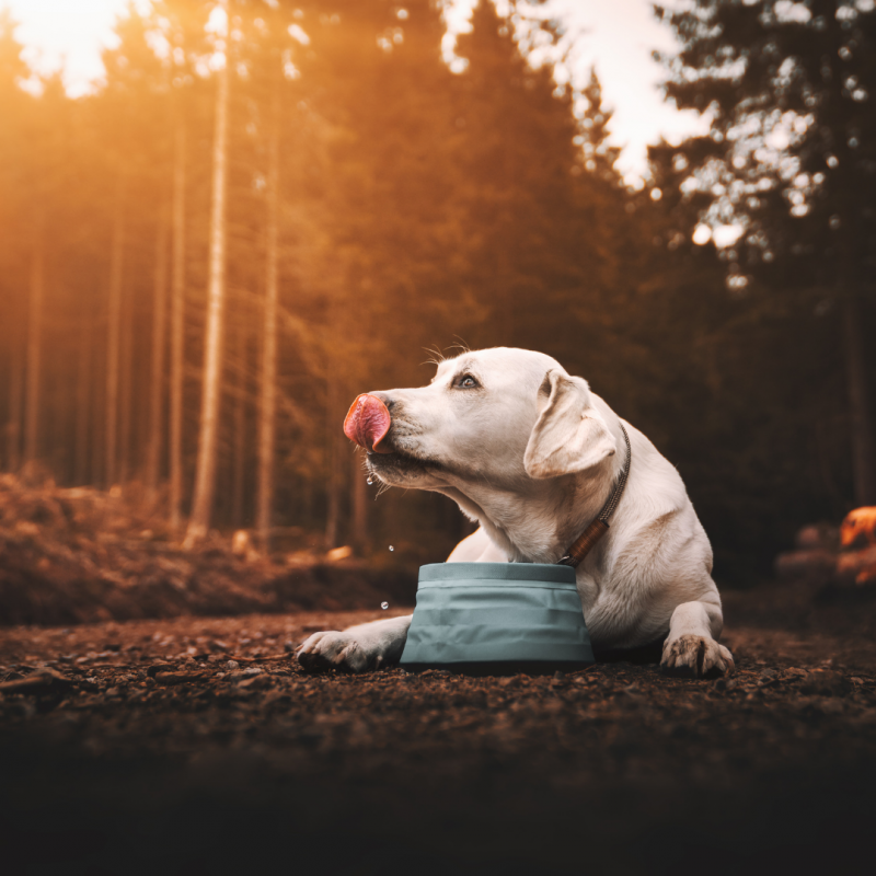 dog with collapsible bowl, Dog On Hike, Taking A Hike: How To Keep Your Dog Safe While On The Trail