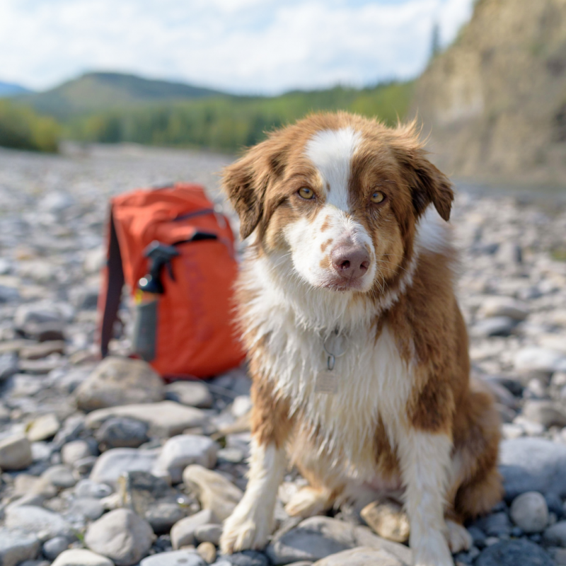 Dog On Hike, Taking A Hike: How To Keep Your Dog Safe While On The Trail