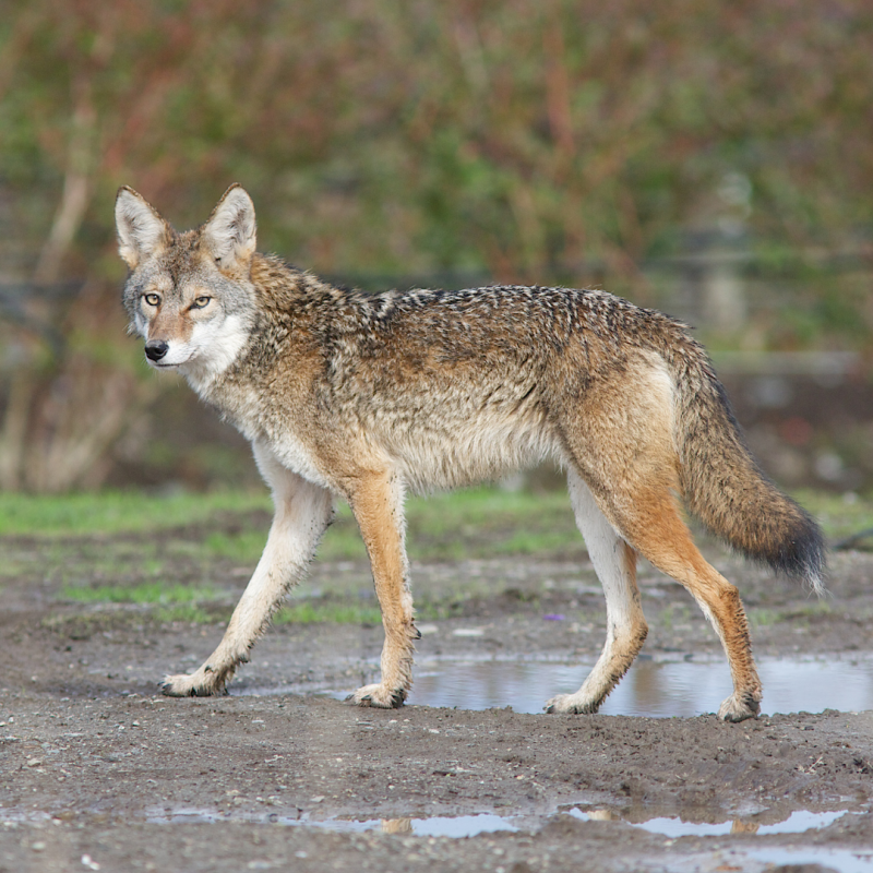 coyote, Dog On Hike, Taking A Hike: How To Keep Your Dog Safe While On The Trail