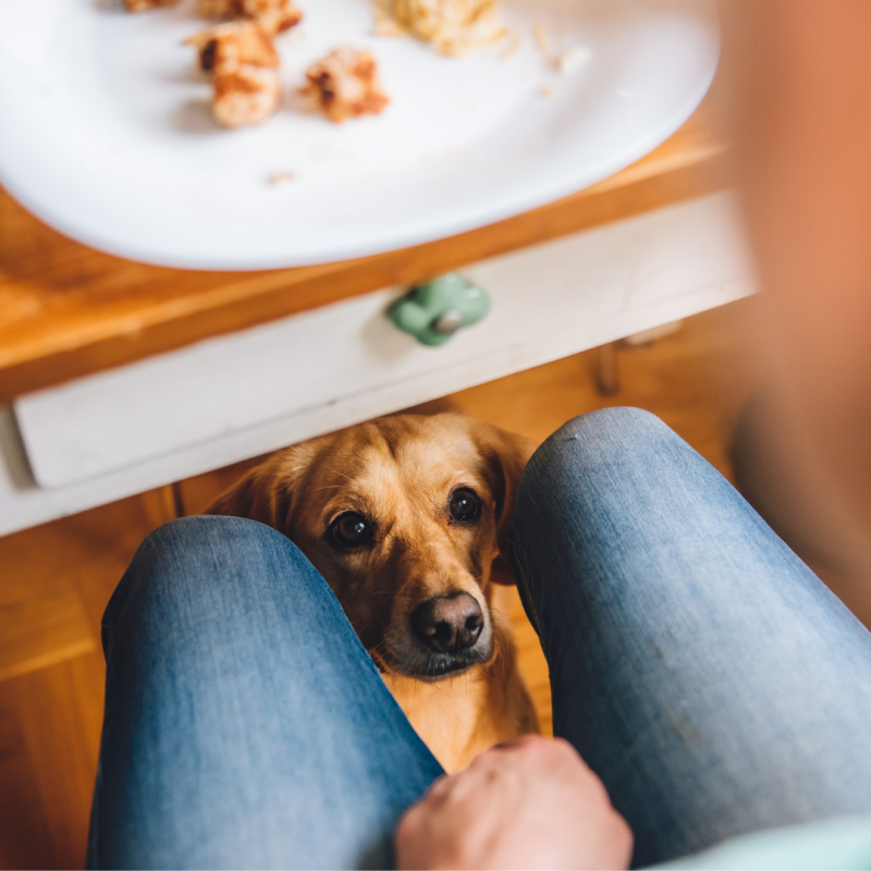 dog sitting under table, Turkey Day Safety!: How To Include Your Pets In Your Holiday Celebrations