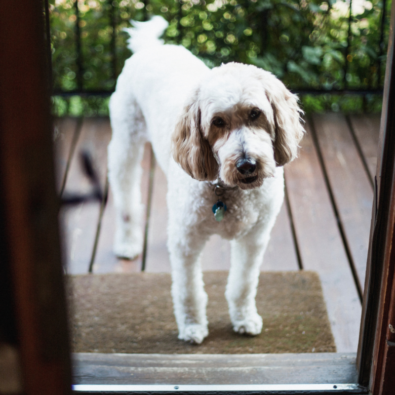 dog at front door, Turkey Day Safety!: How To Include Your Pets In Your Holiday Celebrations