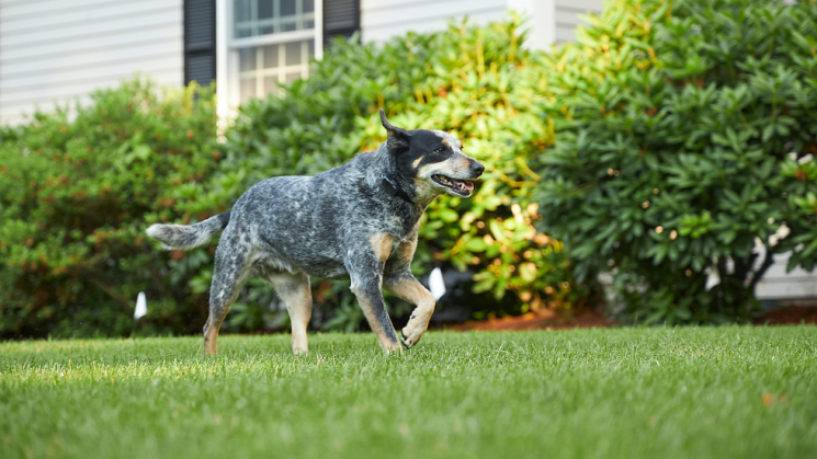 dog running, Want To Go For A Walk?!: How Much Exercise Does Your Dog Need?