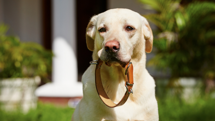 dog with collar, How Do GPS Fences Work?: Everything You Need To Know