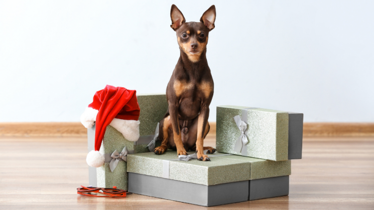 dog and christmas gift, Christmas Morning Celebrations: How To Keep Your Pets Safe