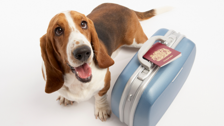 Dog and suitcase, Hire A Pet Sitter or Board?: How to Choose Your Pet's Staycation