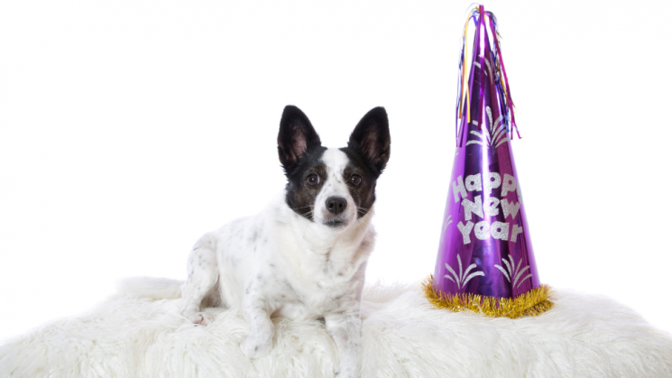 dog and hat, Happy New Year!: A Celebration Safety Guide For Your Pets
