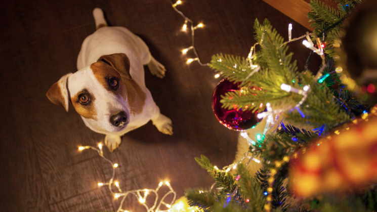 12.7 _ DogTails