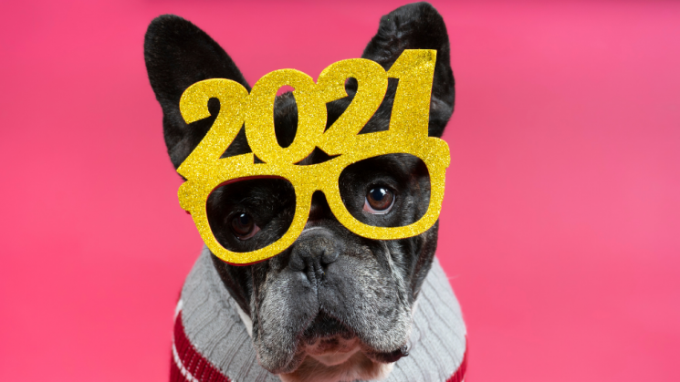 2021 dog, Did Your Dog Make The List?: The Most Popular Dog Names of 2021