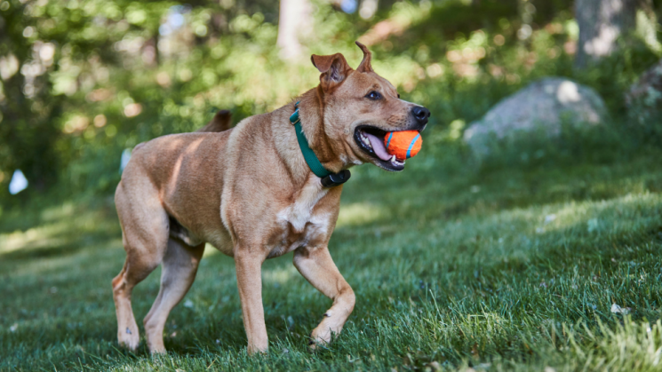 Pit Bull Shepherd mix dog playing with tennis ball and wearing DogWatch collar