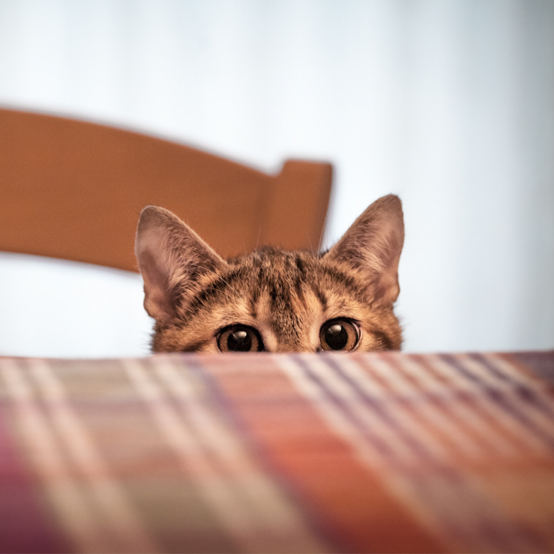 cat hiding behind table, Holiday Safety Tips: How To Keep Your Pets Safe During End-Of-Year Festivities