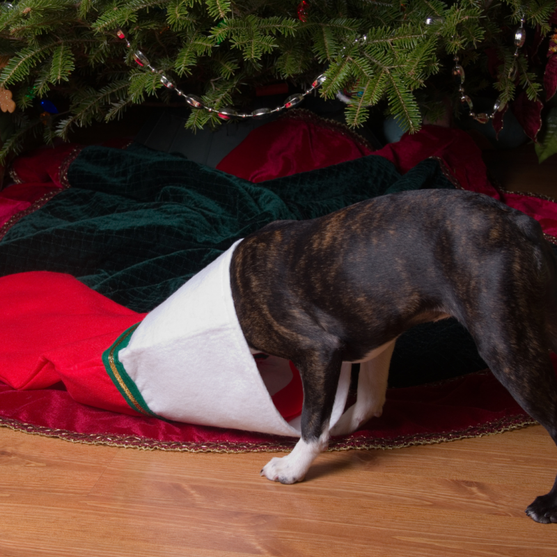 dog and stocking, Christmas Morning Celebrations: How To Keep Your Pets Safe