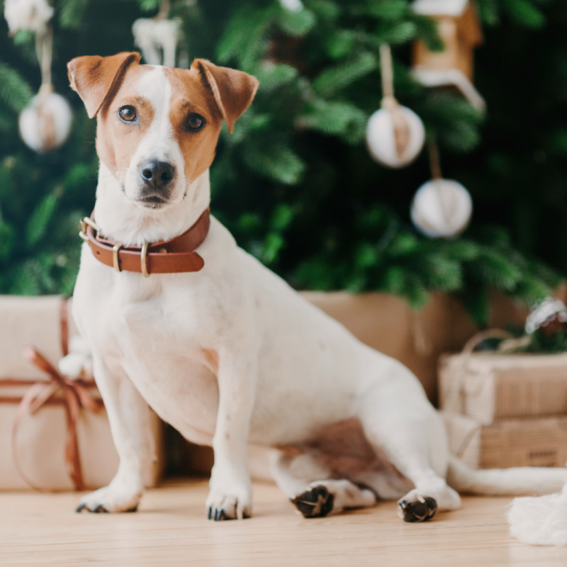 dog in front of christmas tree, Christmas Morning Celebrations: How To Keep Your Pets Safe