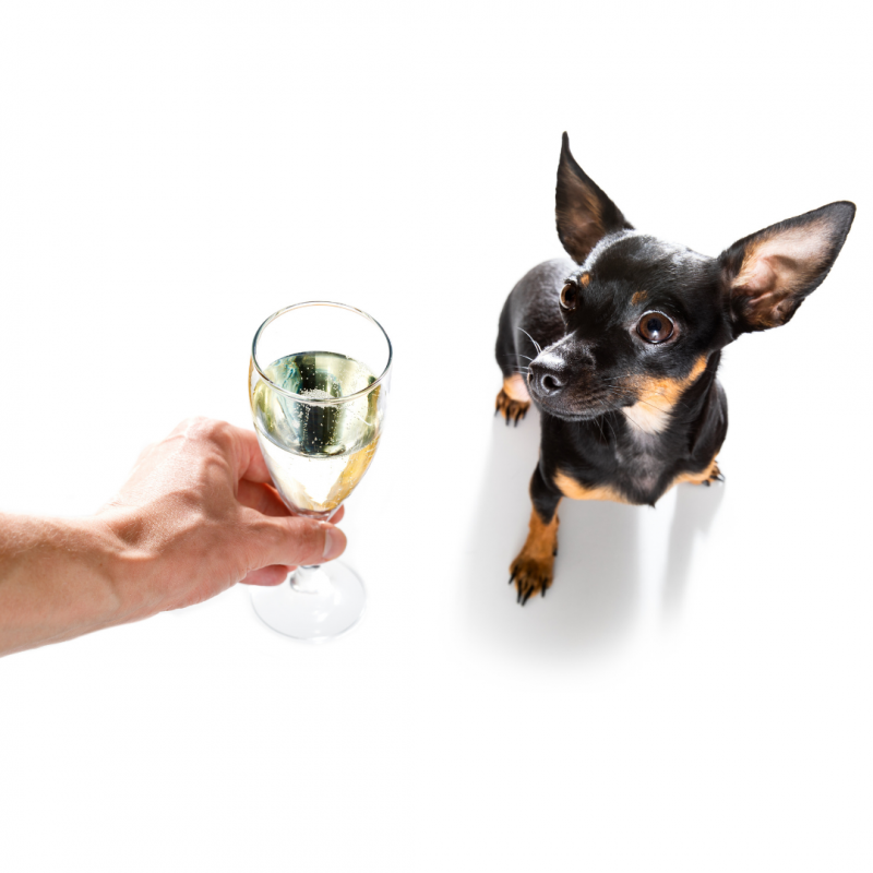 dog with champagne, Happy New Year!: A Celebration Safety Guide For Your Pets