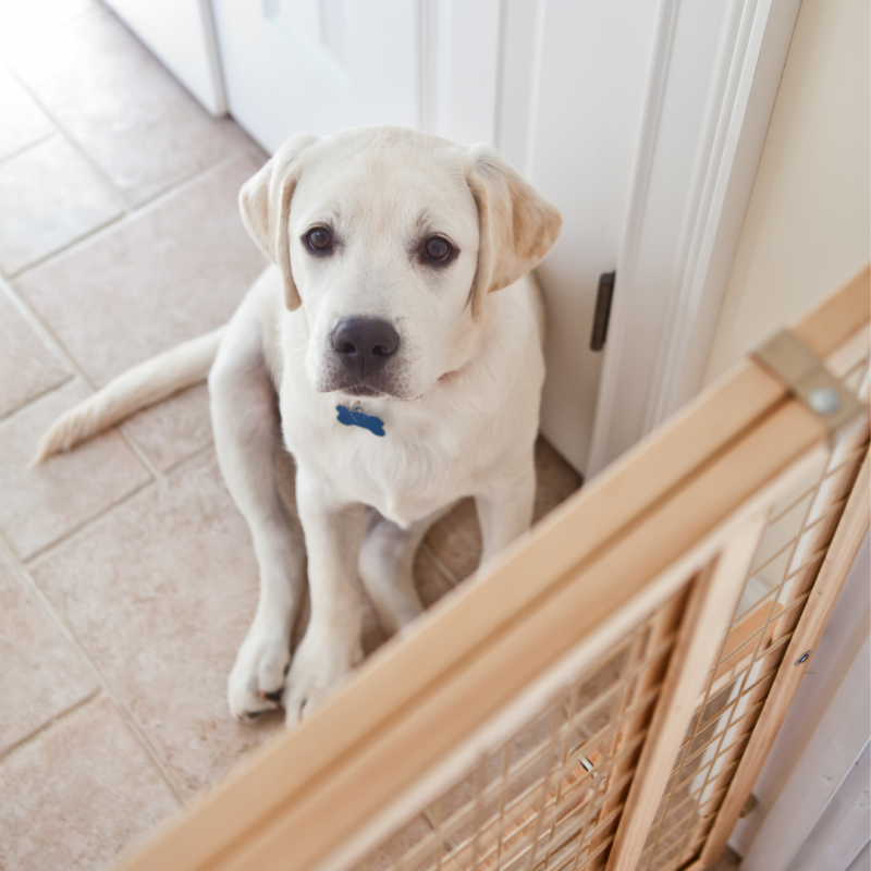dog behind gate, Happy New Year!: A Celebration Safety Guide For Your Pets
