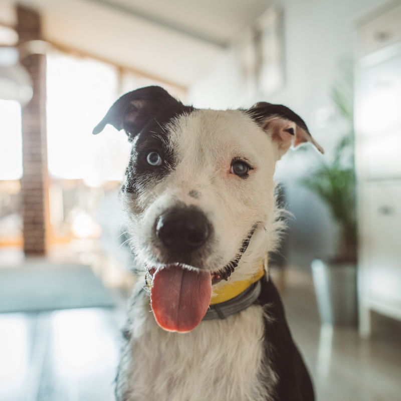 pet staying at home, Hire A Pet Sitter or Board?: How to Choose Your Pet's Staycation