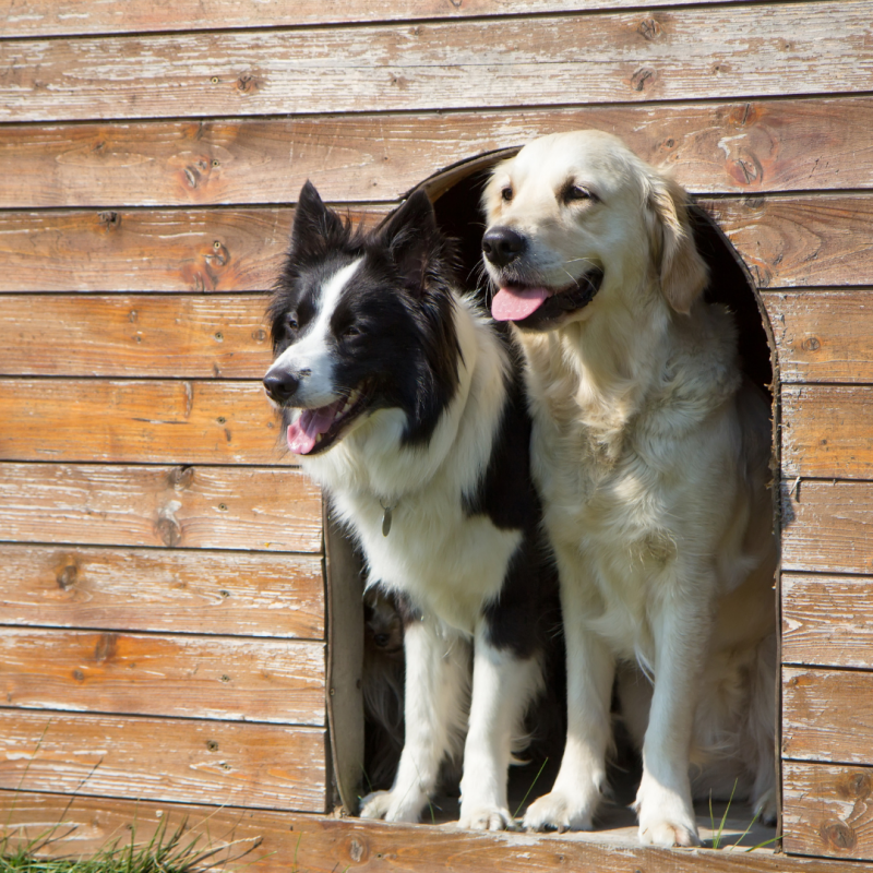 dogs at kennel, Hire A Pet Sitter or Board?: How to Choose Your Pet's Staycation