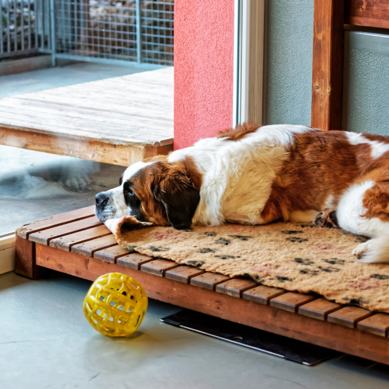 sad dog, Hire A Pet Sitter or Board?: How to Choose Your Pet's Staycation
