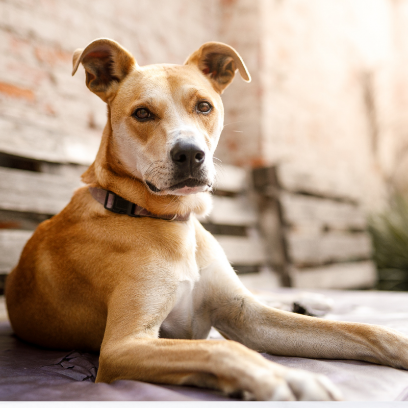 mutt Really Good Dog!: 4 Major Benefits Of Owning A Mutt