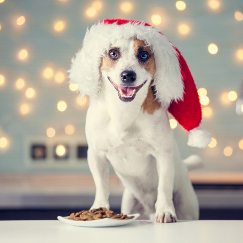 dog with dinner plate, Holiday Safety Tips: How To Keep Your Pets Safe During End-Of-Year Festivities