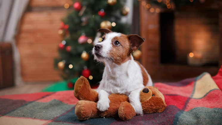 dog with toy, holiday gift guide