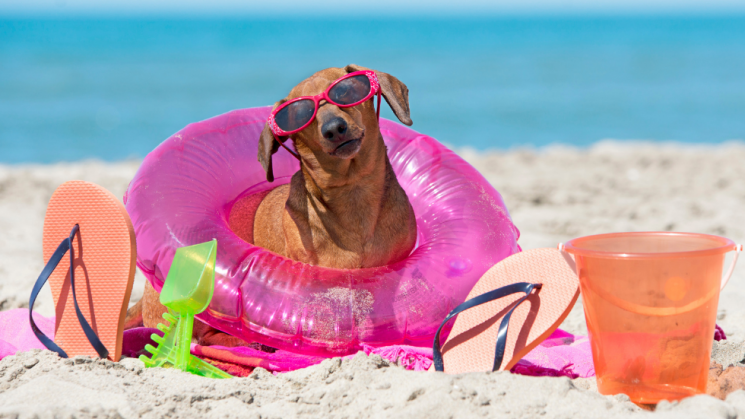 dog on beach, Dog-Friendly Vacation: 4 Steps To Planning A Successful Trip With Your Pup
