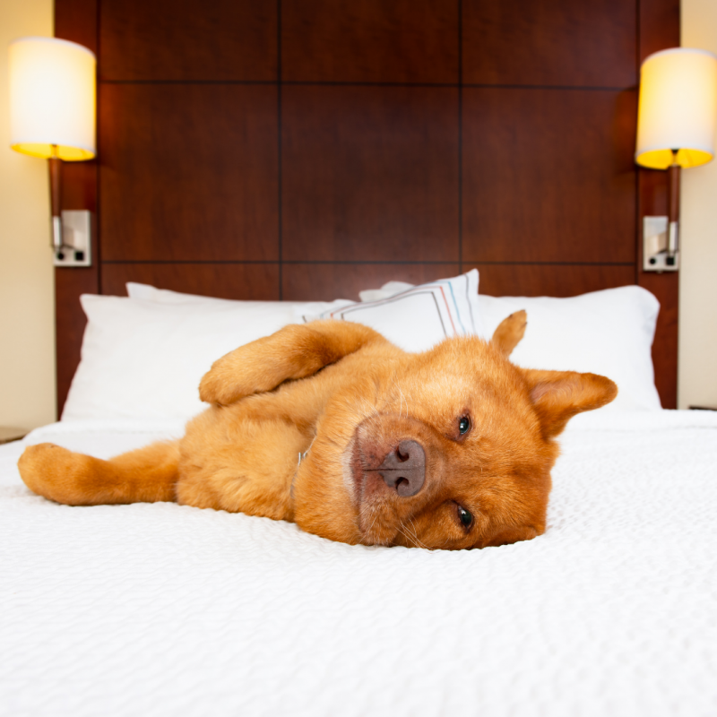 dog in hotel room, Dog-Friendly Vacation: 4 Steps To Planning A Successful Trip With Your Pup