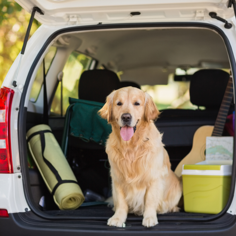 dog in car, Dog-Friendly Vacation: 4 Steps To Planning A Successful Trip With Your Pup