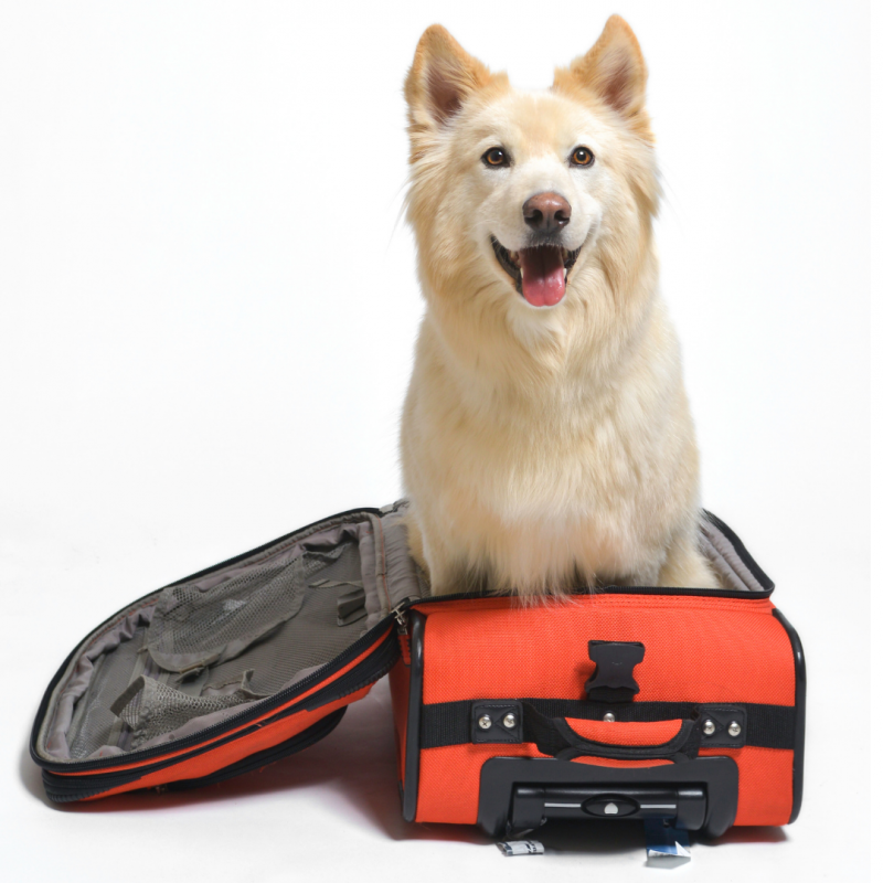 dog in suitcase, Dog-Friendly Vacation: 4 Steps To Planning A Successful Trip With Your Pup
