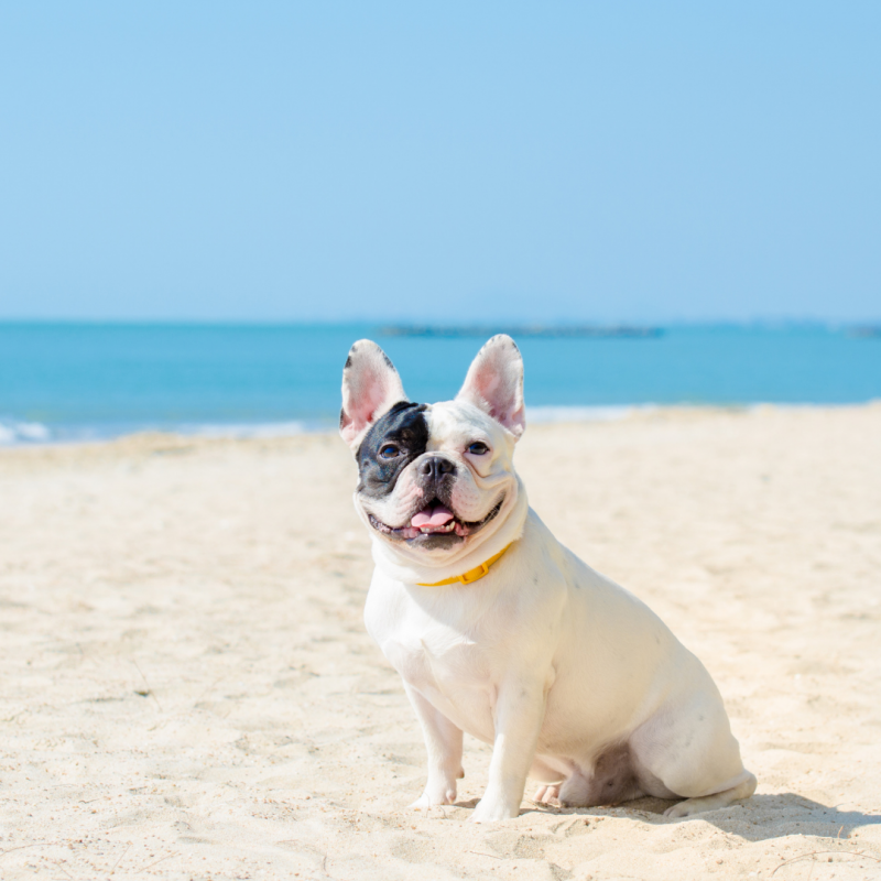 dog at beach, Dog-Friendly Vacation: 4 Steps To Planning A Successful Trip With Your Pup