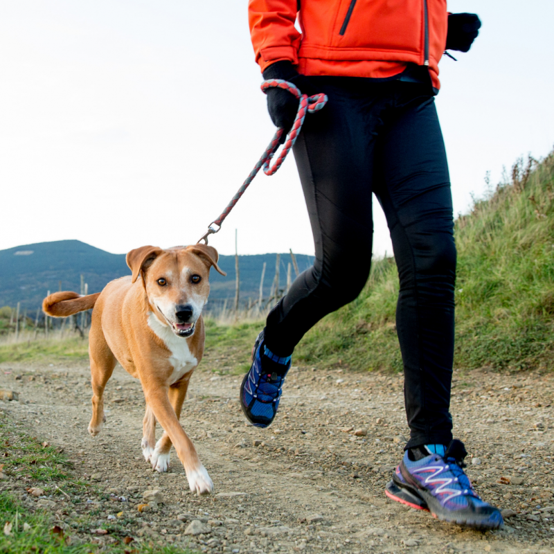 Owner walking dog, New Year, New Dog: How To Include Your Pup In Your 2022 Resolutions 